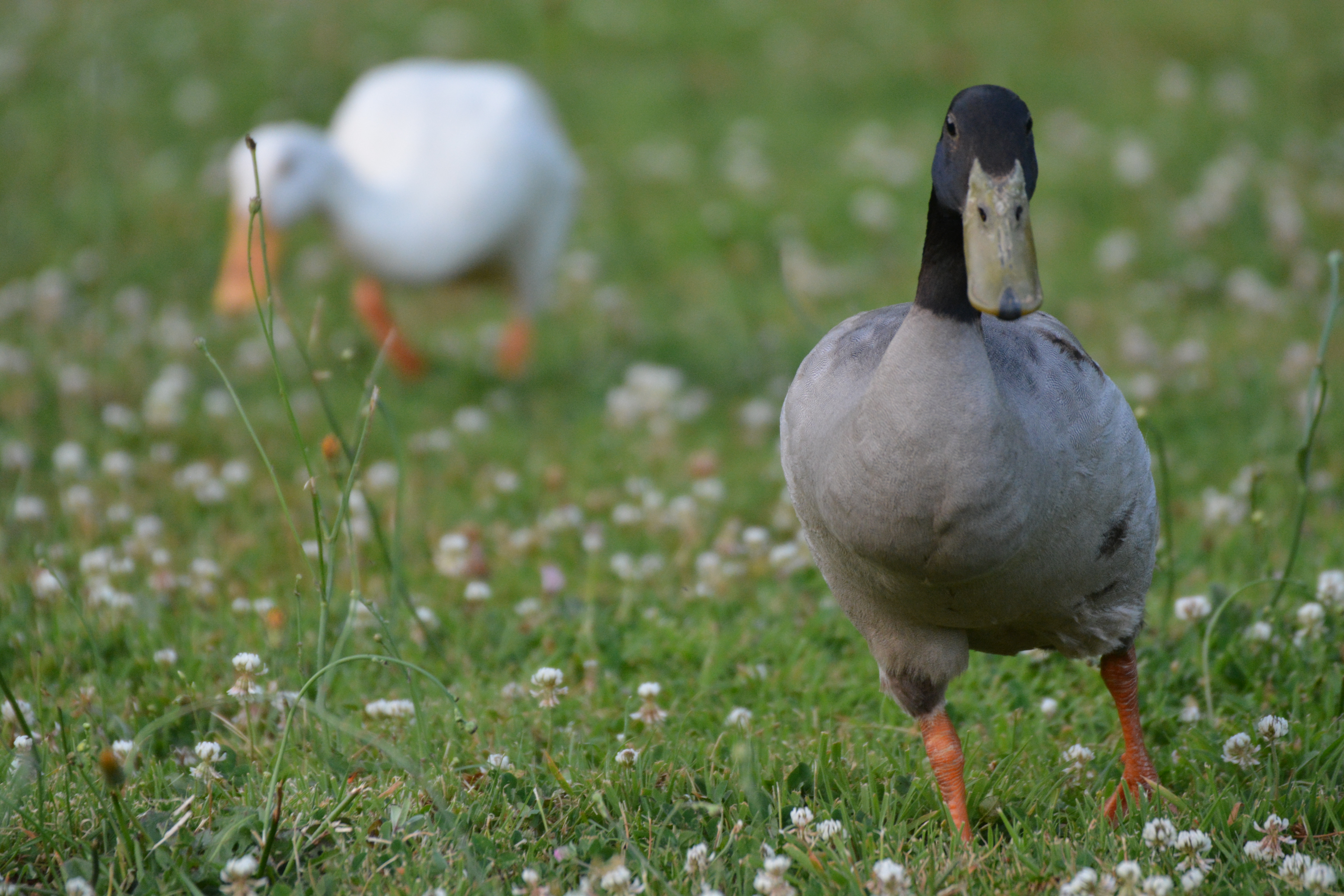Canard Coureur Indien