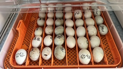 Couveuse pour les oeufs