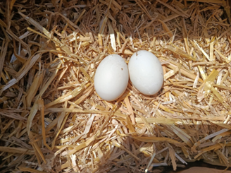 Oeufs de canards coureurs indiens