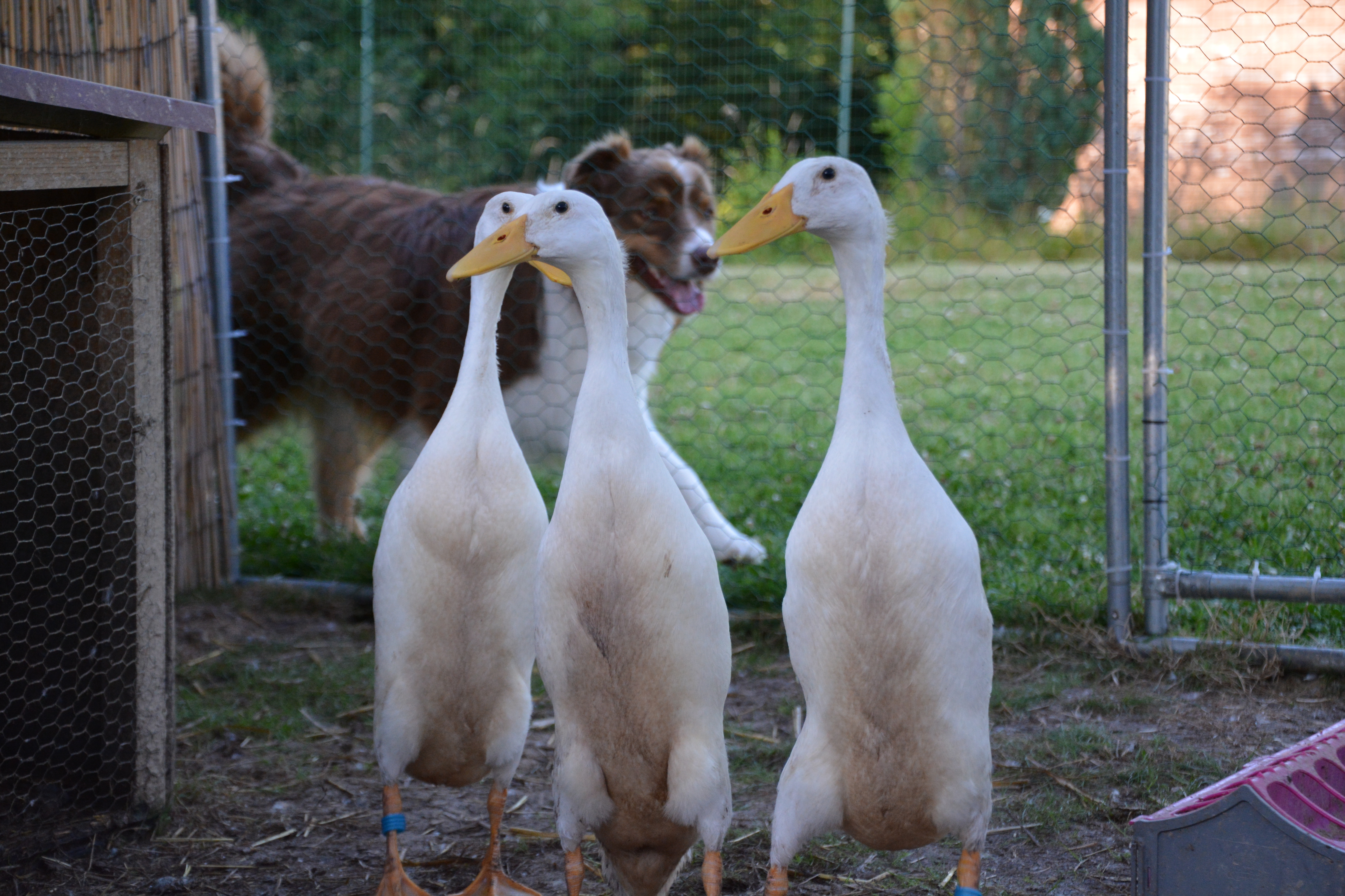 Jeunes canards dans le jardin